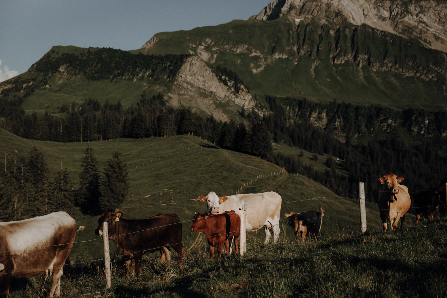 Cows in the Swiss alps shot during an elopement in Switzerland by an elopement photographer
